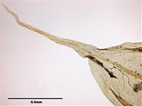 灰羽苔藏品圖，第13張